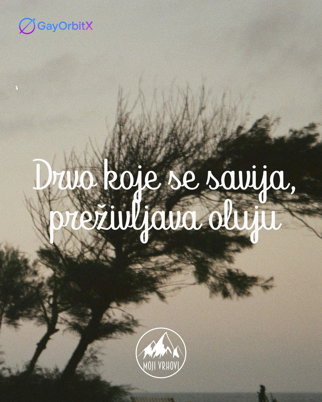 Drvo koje se savija, preživljava oluju
